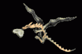 /album/fenykepgaleria/a897172575-gif/